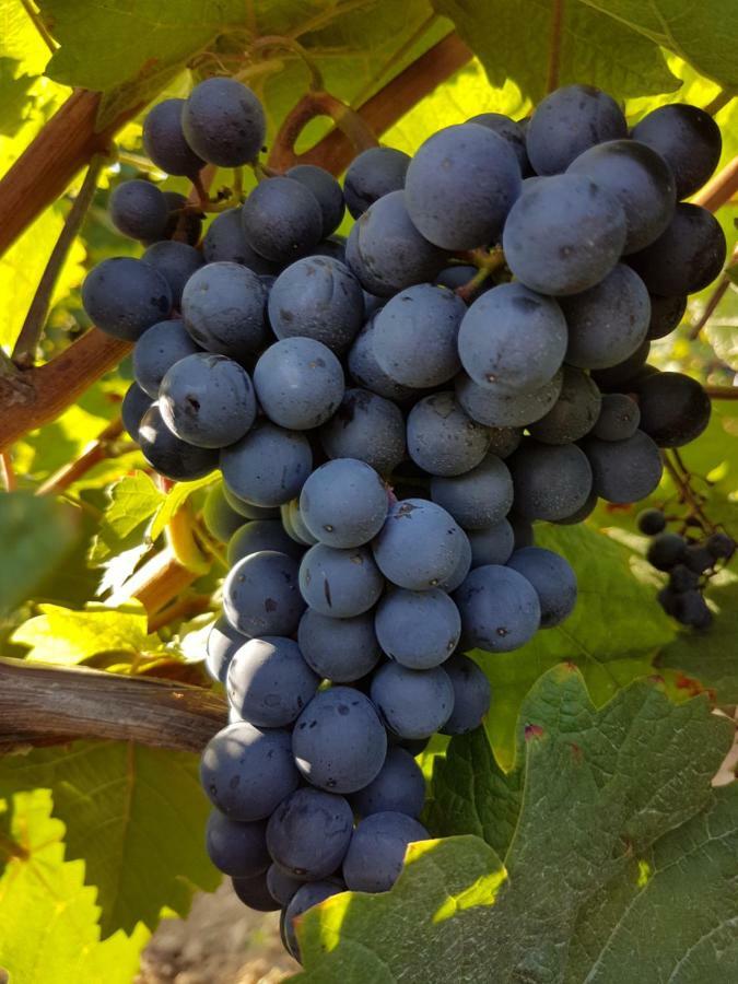 Weingut & Gaestehaus Nagel Kapellen-Drusweiler Eksteriør billede