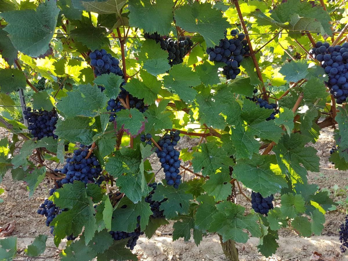Weingut & Gaestehaus Nagel Kapellen-Drusweiler Eksteriør billede