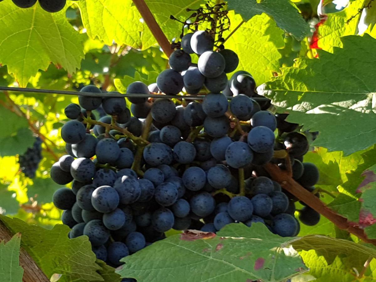 Weingut & Gaestehaus Nagel Kapellen-Drusweiler Eksteriør billede